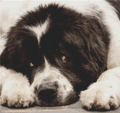 (image for) Landseer Newfoundland